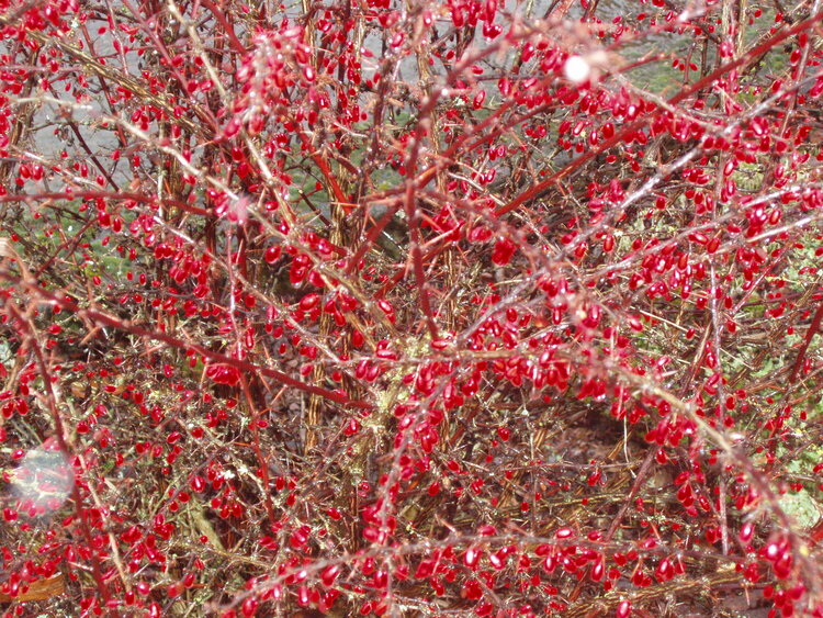 Red Berries