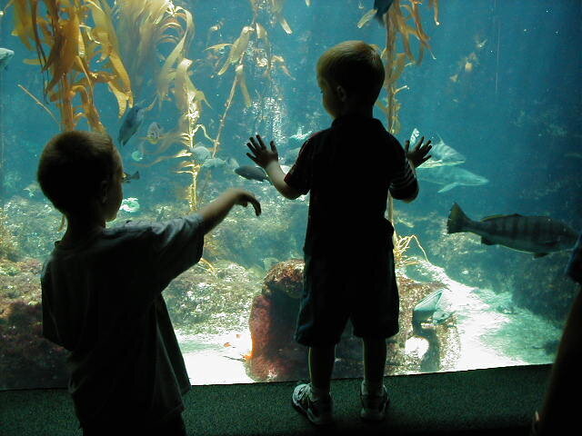 aquarium with grandsons