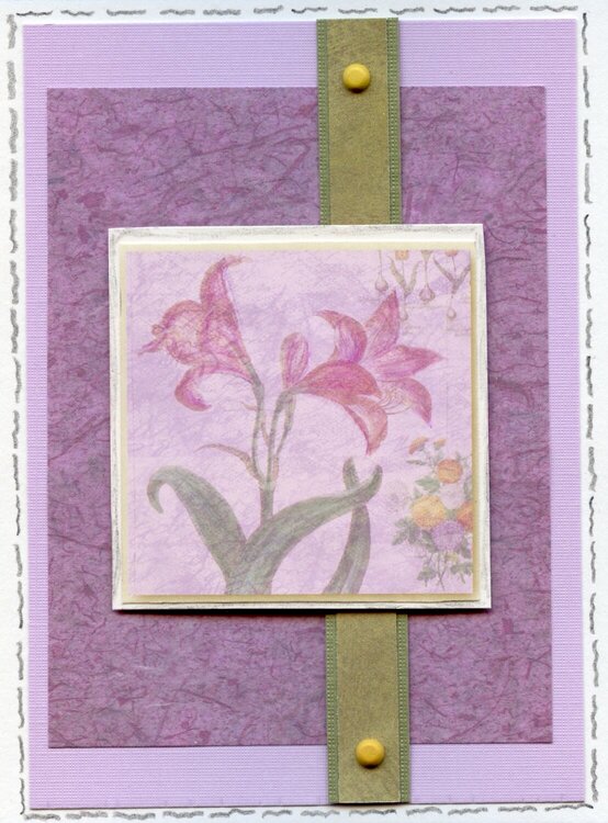 lily lavender