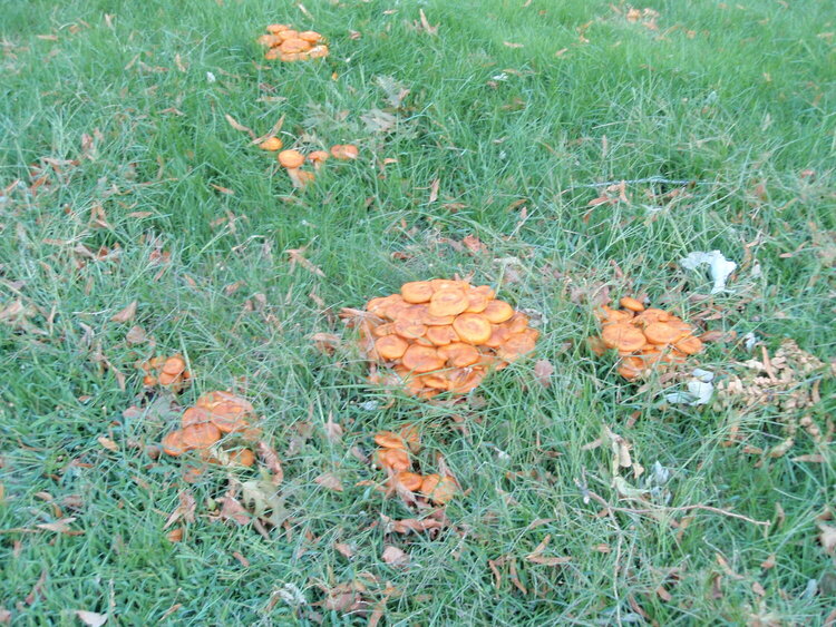 Orange Mushrooms