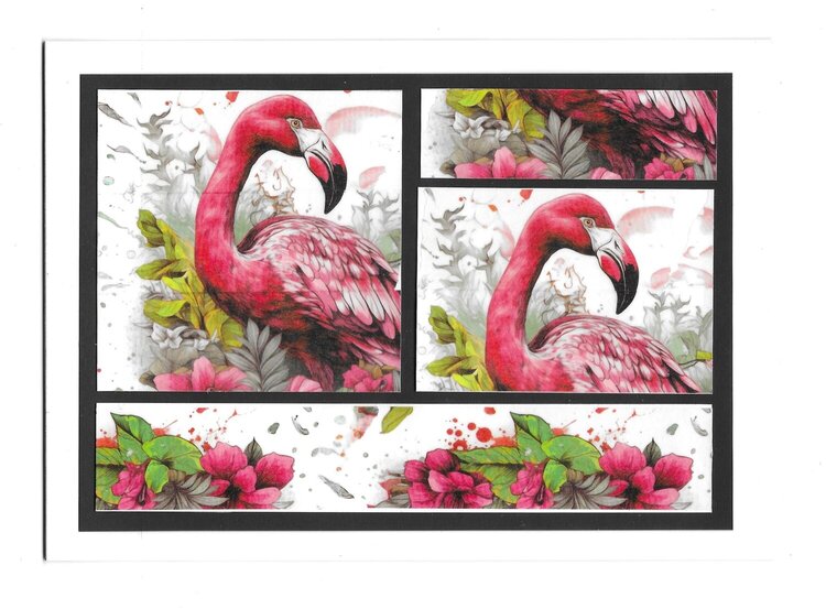Flamingo Go Go