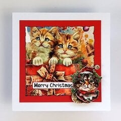 Christmas Cats
