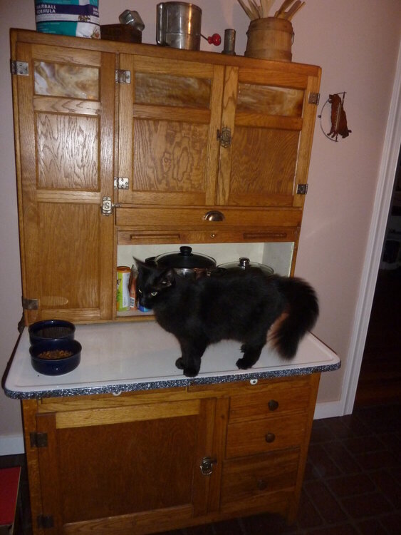 Hoosier ....... Kitty gets to jump up and have her food on this