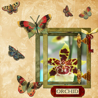 orchid