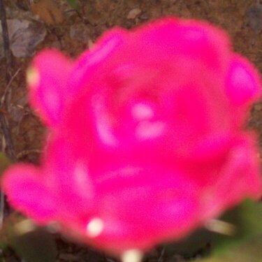 single red   rose