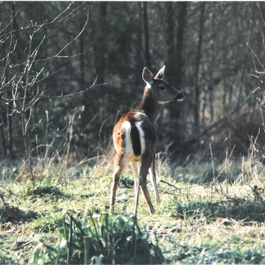 As the Deer Pants for the Water Brook