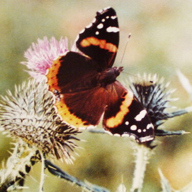 Butterfly on a Thistle