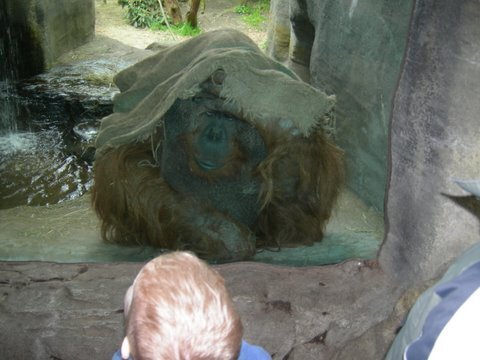 Orangutan that liked Bryce at the Woodland Park Zoo