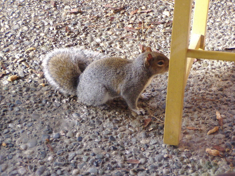 Friendly well fed Squirrel