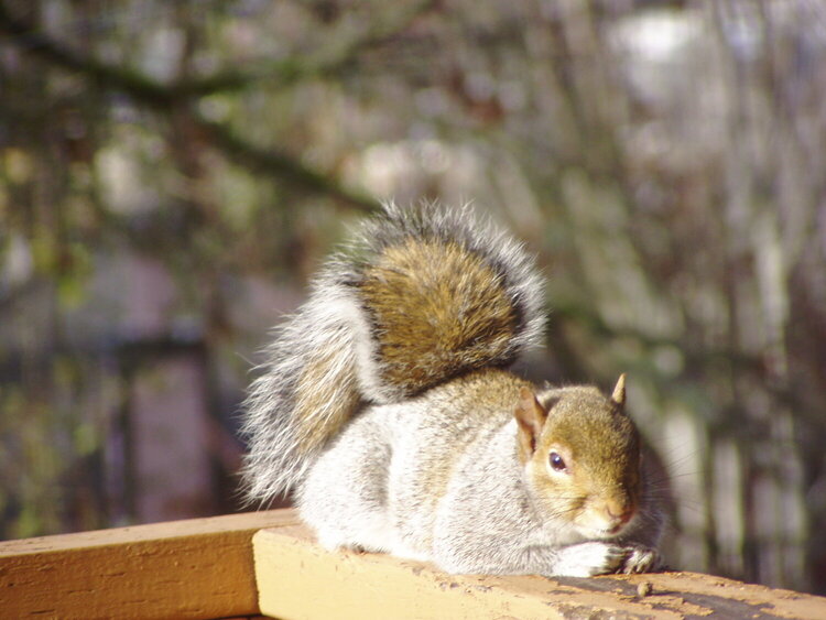 A Happy Fed Squirrel sunning himself