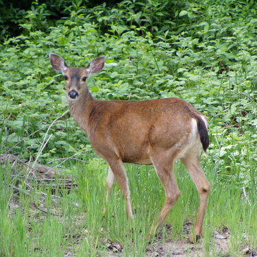 One of the same family of deer that keep coming by and eat in the meadows edge nearly every day