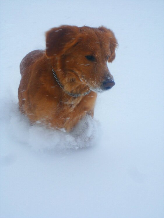 JFF- Enjoying the blizzard of 2008.