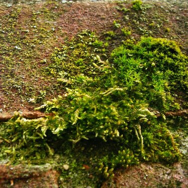 Moss March 15