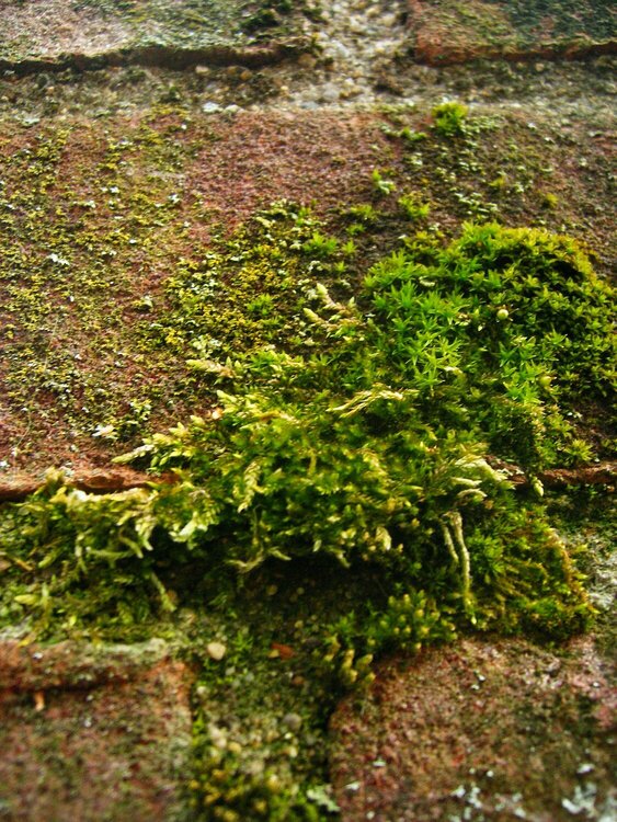 Moss March 15