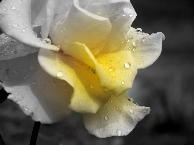 Rain on yellow roses