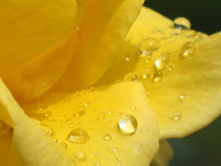 rain on yellow roses