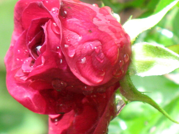 Red rose bud after a rain