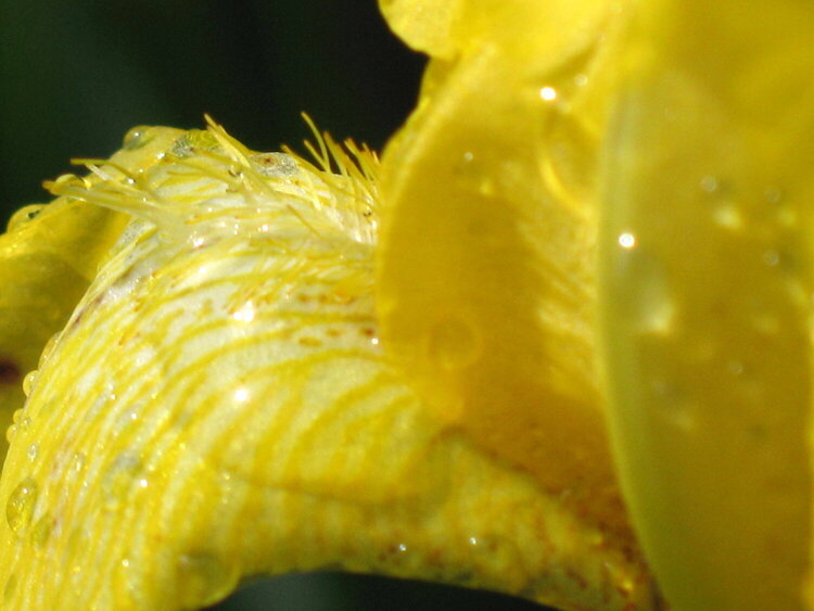 Yellow iris