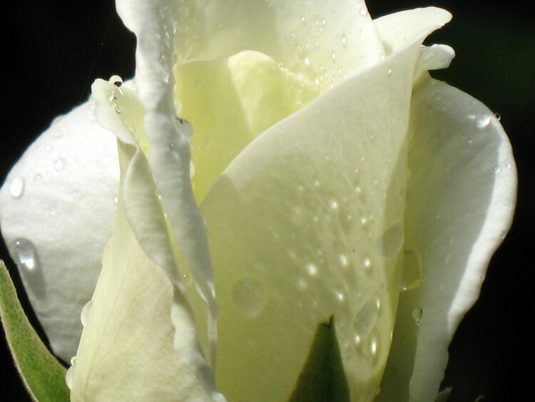White rose bud