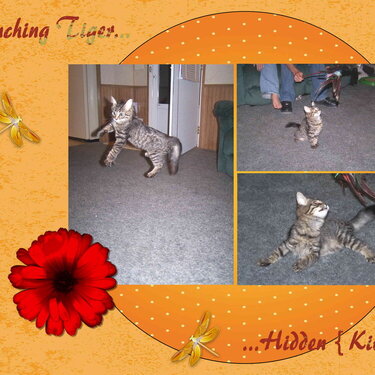 Crouching Tiger Hidden Kitten