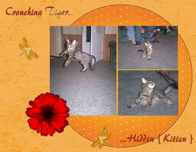 Crouching Tiger Hidden Kitten
