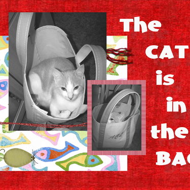 The Cat is in the Bag!