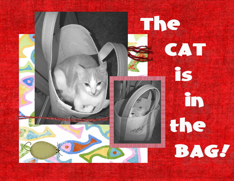 The Cat is in the Bag!