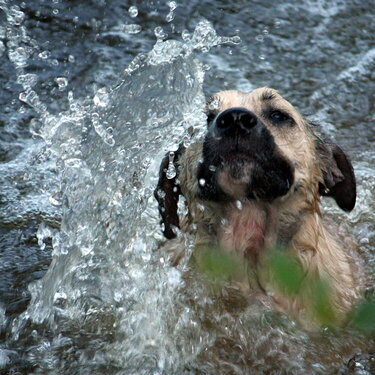 Water Dog 2