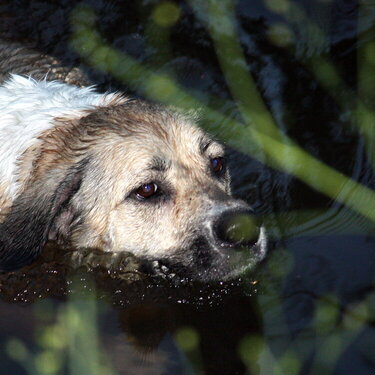 Water Dog 3