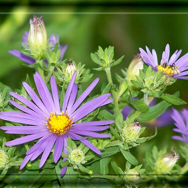 Asters