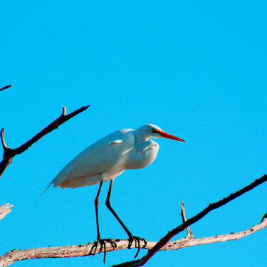 Snowy Egret