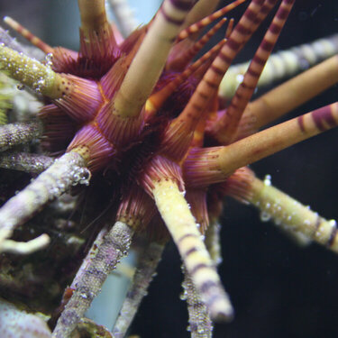 Urchin - up close