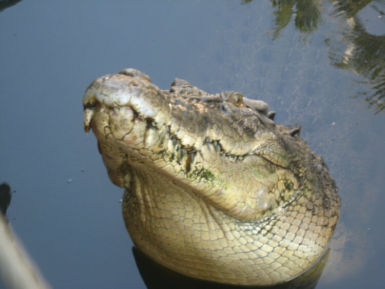 Never Smile at a Crocodile