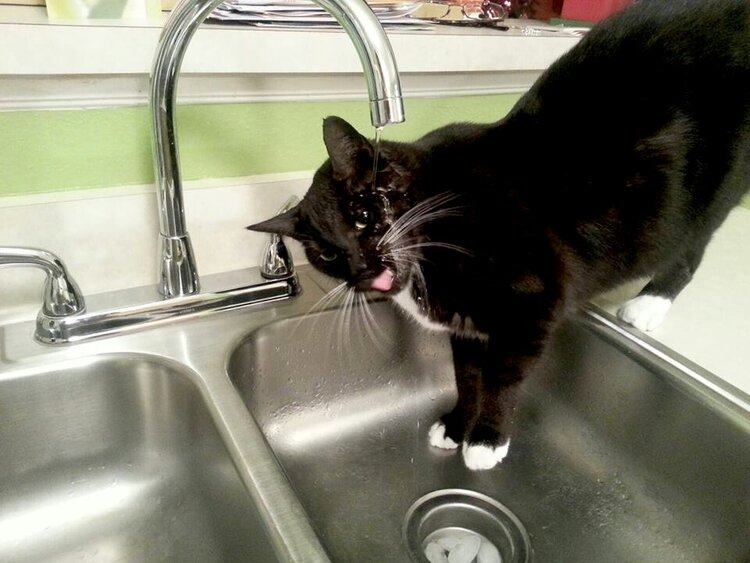 Krujo loves water!