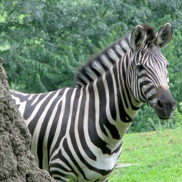 curious zebra