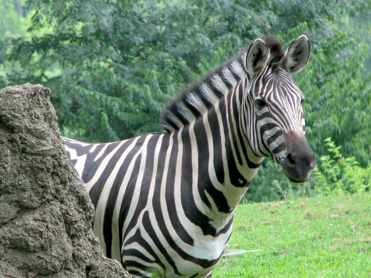 curious zebra