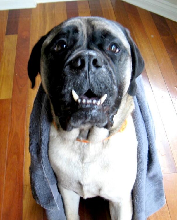 Smokey the Bull Mastiff