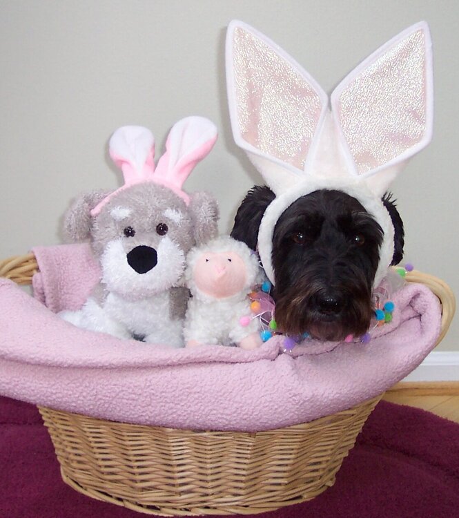 Easter Schnoodle in a basket