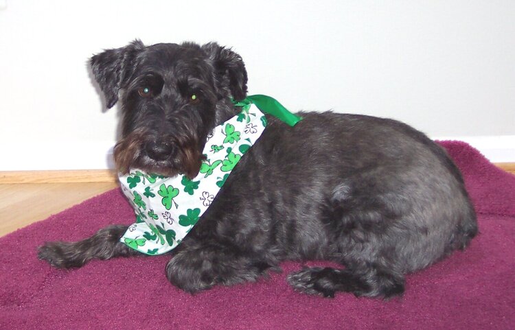 St. Patrick&#039;s Day Schnoodle