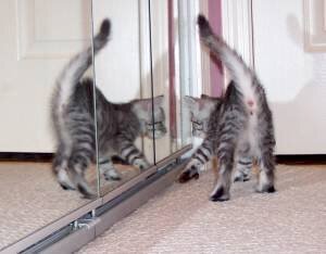 Mirror, Mirror