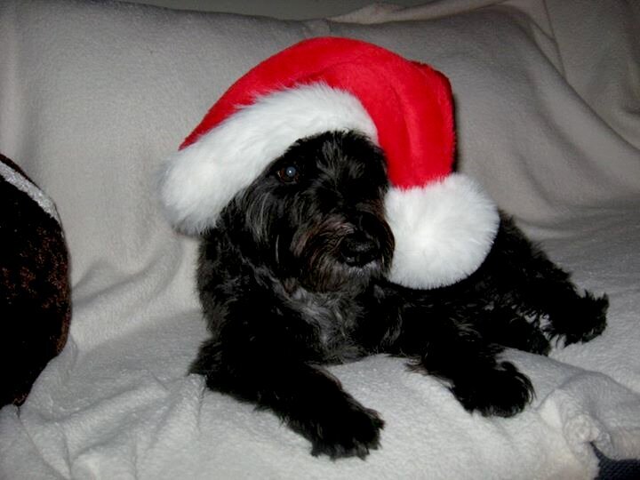 Christmas Schnoodle