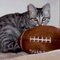 Football cat