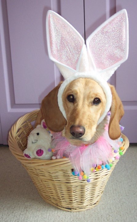 Easter BUnny