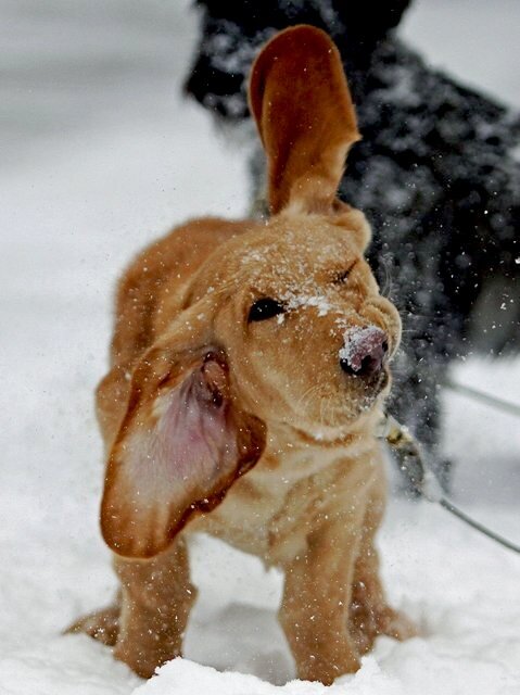 Snow dog