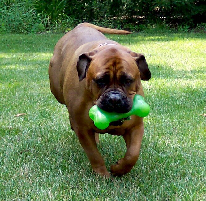 Bullmastiff