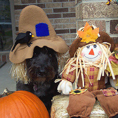 Schnoodle scarecrow