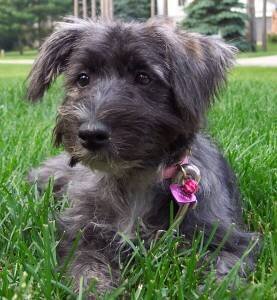schnoodle puppy