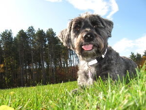 Schnoodle at the park