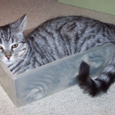 Kira in a box
