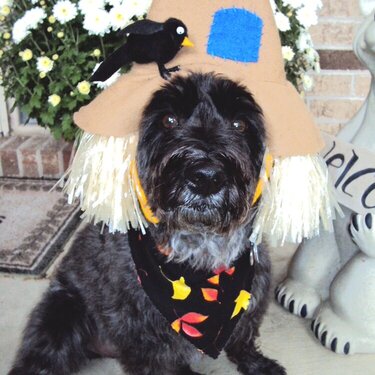 scarecrow schnoodle